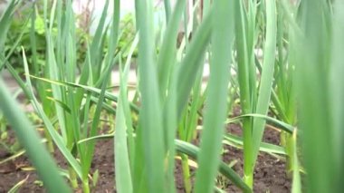 Yataklarda sarımsak, evin yanında taze otlar, yataklarda sarımsak.