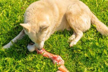 Bahçedeki yeşil çimlerin üzerinde çiğ inek kemiği yiyen büyük beyaz bir köpek...