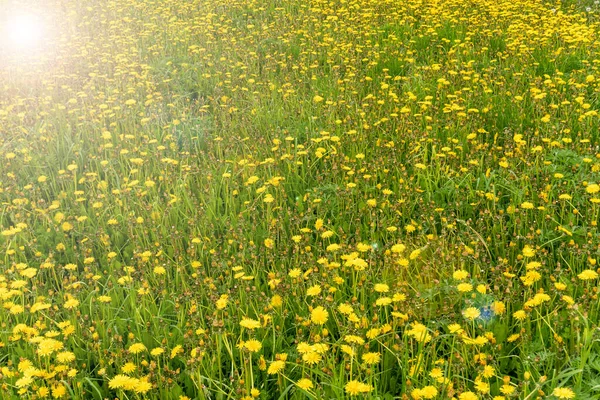 Dużo żółtych dmuchawców na łące wiosną. Harmonia z naturą, koncepcja wakacji, wypoczynek letni, ekologia — Zdjęcie stockowe