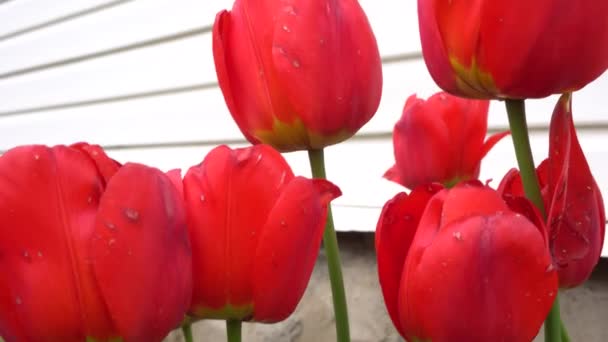 Rode tulpen in de achtertuin in het voorjaar met groene stengels — Stockvideo