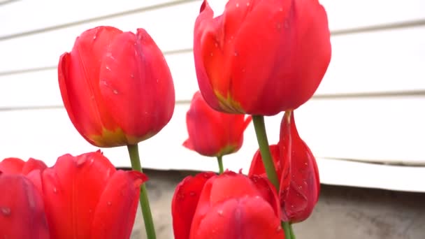 Rode tulpen in de achtertuin zwaaiend op groene stengels — Stockvideo