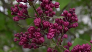 Leylak dalları rüzgarda açar ve sallanır.