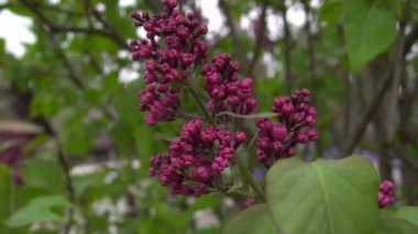 Leylak dalları rüzgarda açar ve sallanır.