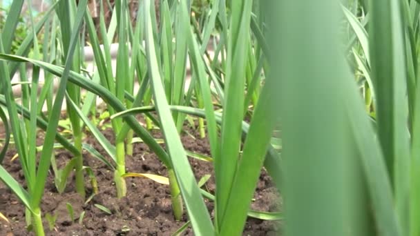 Alhos no topo das camas, ervas frescas perto da casa, flores de alho nas camas — Vídeo de Stock