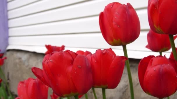 Tulipanes rojos en el patio trasero balanceándose sobre tallos verdes — Vídeo de stock