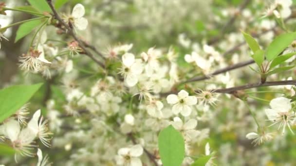 Το κλαδί της κερασιάς ανθίζει και ταλαντεύεται στον άνεμο — Αρχείο Βίντεο