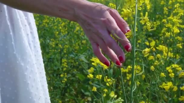 Το χέρι ενός νεαρού κοριτσιού με λευκό φόρεμα αγγίζει κίτρινα ανθοφόρα φυτά σε ένα χωράφι με κραμβόσπορους το καλοκαίρι, ένα θηλυκό χέρι με κόκκινο βερνίκι νυχιών αγγίζει κίτρινα λουλούδια — Αρχείο Βίντεο