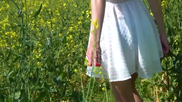 La mano de una joven con una falda blanca toca las plantas en un campo de colza en flor en verano, una mano femenina con esmalte de uñas rojo toca las flores amarillas — Vídeos de Stock