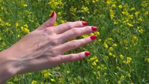 Рука молодої дівчини торкається жовтих квітучих рослин у ріпаковому полі влітку, жіноча рука з червоним лаком для нігтів торкається жовтих квітів — стокове відео