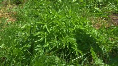 Çim biçme makinesi yeşil çimleri elle tırpan ile biçiyor.