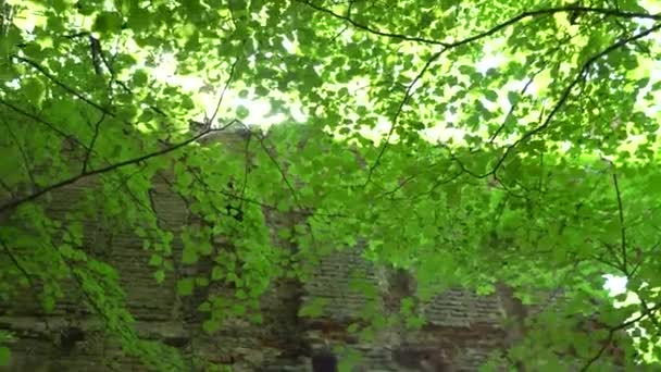 Солнечные лучи светят сквозь листья в лесистых руинах — стоковое видео