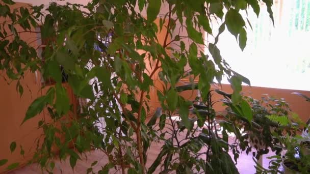 Plantes dans une classe d'école primaire, salle de classe vide avec bureaux et chaises, salle de classe sans élèves — Video