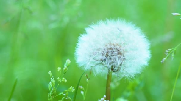 Semillas de diente de león blanco con mosca dentro, semillas de diente de león balanceándose en el viento — Vídeo de stock