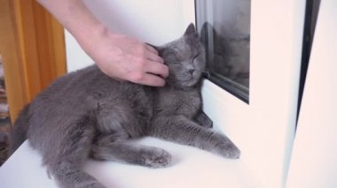 İngiliz kedisi tırmalanmaktan hoşlanır, kedi eline saldırır çünkü o okşanmaktan hoşlanmaz. Gri İngiliz kedisi sahibini ısırıp saldırıyor.