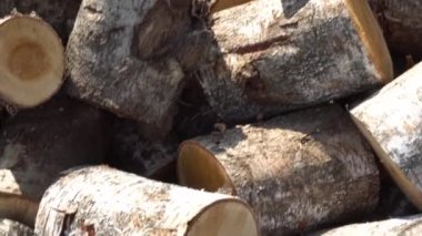 Büyük bir odun yığını, testere ağacı kış için yakacak odun, oduncu için yakacak odun.