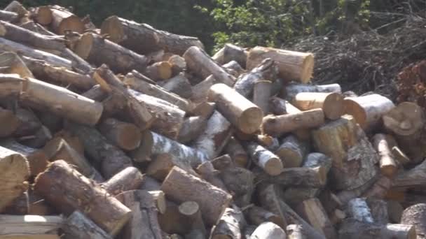 Een grote stapel gezaagd brandhout, een gezaagde boom, voorbereiding van brandhout voor de winter, brandhout voor de houthakker — Stockvideo