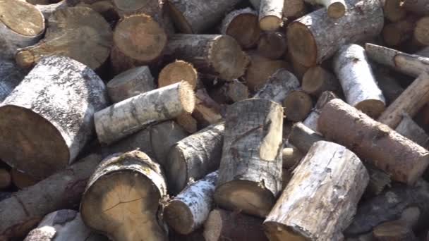 En stor hög med sågat ved, ett sågat träd, iordningställande av ved för vintern, ved för skogshuggaren — Stockvideo
