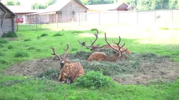 Grazing veados veado hart no prado, cervos bonitos comendo deitado na grama de perto — Vídeo de Stock