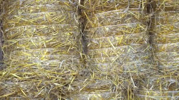 Heap av Hay och Hay Bales under tak närbild, panaraming höger, skörda halm för vintern — Stockvideo