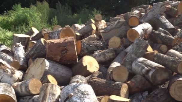 Een grote stapel gezaagd brandhout, een gezaagde boom, voorbereiding van brandhout voor de winter, brandhout voor de houthakker — Stockvideo