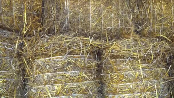 Heap av Hay och Hay Bales under tak närbild, panaraming ner, skörda halm för vintern — Stockvideo