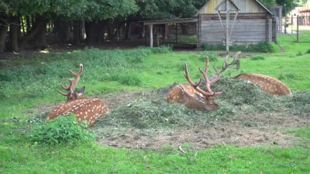 Pâturage cerfs cerf cerf hart sur la prairie, les cerfs mignons manger couché sur l'herbe gros plan — Video