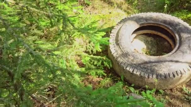 Staré auto pneumatiky ležící v lese, znečištění, sběr odpadků v lese, odpadky v lese — Stock video
