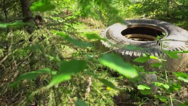 Vecchio pneumatico auto sdraiato nel bosco, inquinamento, immondizia nel bosco, raccolta della spazzatura nel bosco — Video Stock