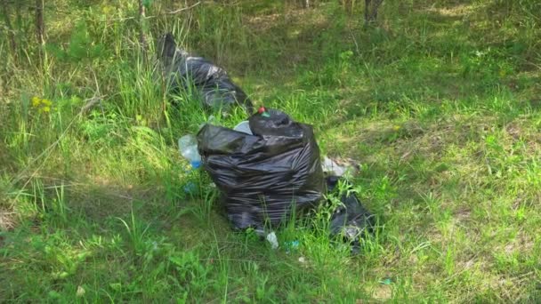 Szemét az erdőben heverő fekete zsákokban, a turisták szemetet hagytak az erdei parkban, környezetszennyezés — Stock videók