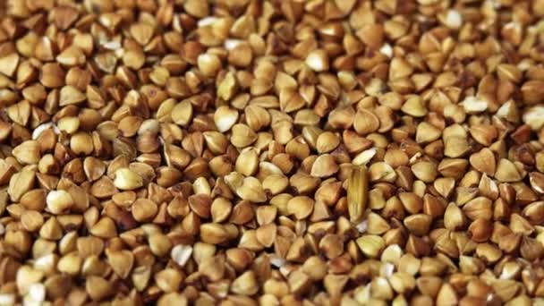 Buckwheat groats close-up rotating as a restaurant backdrop, common buckwheat is seeds Fagopyrum tataricum — Stok Video