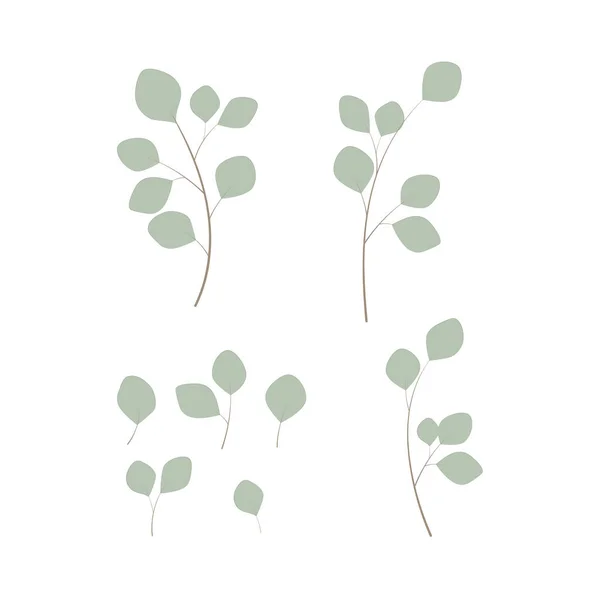 Eucalyptus Bladeren Takken Vector Illustratie Ingesteld Witte Achtergrond — Stockvector