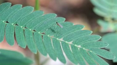 Leucaena lösemili yaprağının üzerindeki orman sivrisineği.