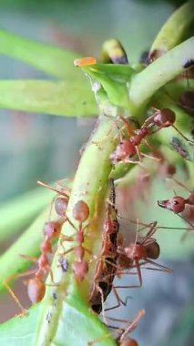 Centaur Oakblue tırtılına dokumacı karıncalar, Arhopala centaurus ve Oecophylla smaragdina eşlik ediyor.