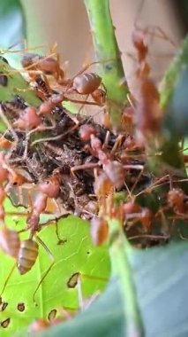 Mango Leafhopper perilerinden, Oecophylla smaragdina 'dan ve Mangifera indica' daki Idioscopus nitidulus 'tan bal tanesi toplayan Weaver karıncaları.