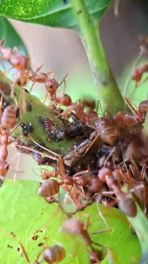 Mango Leafhopper perilerinden, Oecophylla smaragdina 'dan ve Mangifera indica' daki Idioscopus nitidulus 'tan bal tanesi toplayan Weaver karıncaları.