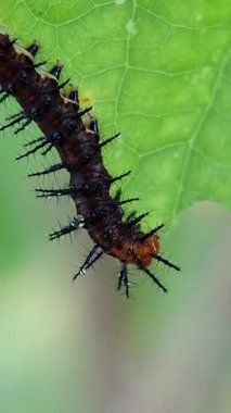 Tawny coster caterpillar Bush Passion Fruit Leaf, Acraea Terpsicore ve Passiflora foetida yiyorlar.