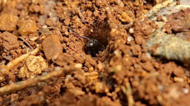 Dişleri Ponerine Karıncalar bir yuvadan çıkıyor, Odontoponera denticulata