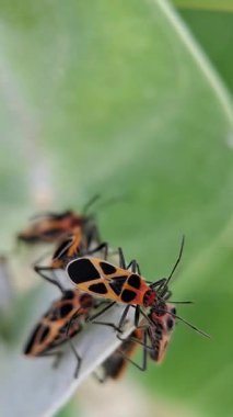 Portakal tohumlu böcek çiftleşmesi ortak yosun Yaprağı, Tropidothorax sinensis ve Asclepias syriaca