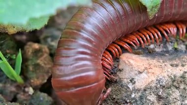 Yüzeyden geçen kırkayak Trigoniulus korallinus