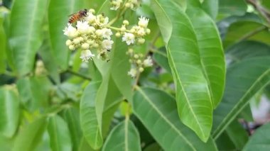 Bal arıları ve siyah karıncalar mango çiçeklerinde nektar arıyorlar. Apis cerana, Paratrechina longicornis, Mangifera indica
