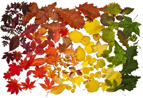 Gradiente de las hojas — Foto de Stock