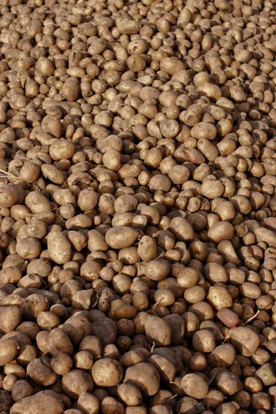 Een hoop van aardappelen — Stockfoto