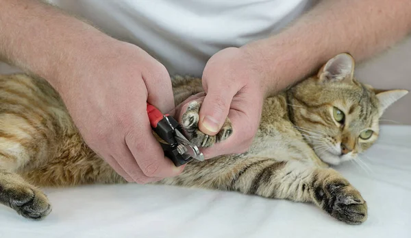 Kat bij de dierenartsafspraak, klauwen knippen — Stockfoto