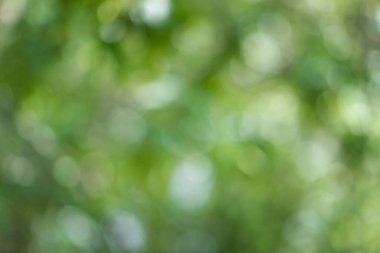 Güneş ışığındaki doğal yeşil bokeh. Soyut yeşil bokeh
