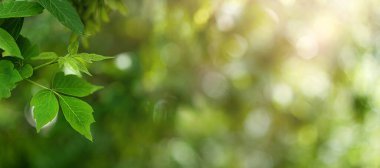 Yeşil yapraklar güneş ışığında doğal yeşil bokeh arkaplanda