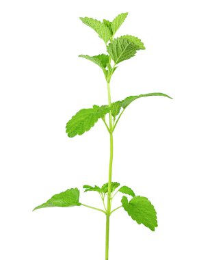 Melissa beyaz bir arka planda izole edilmiş.