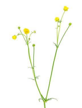 Çiçek çiçeği sarısı, beyaz arka planda izole edilmiş.