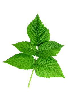 Ahududu yaprağı beyaz bir arkaplanda izole edilir.