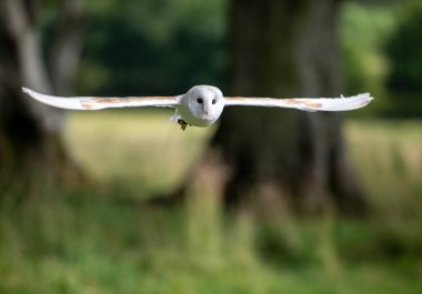 İrlanda 'da Baykuş Yuvası Tyto Alba