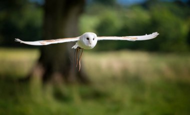 İrlanda 'da Baykuş Yuvası Tyto Alba